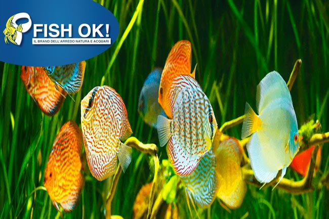 (FOK-FW10600) DISCUS GM MIX COLORS 6-7 CM