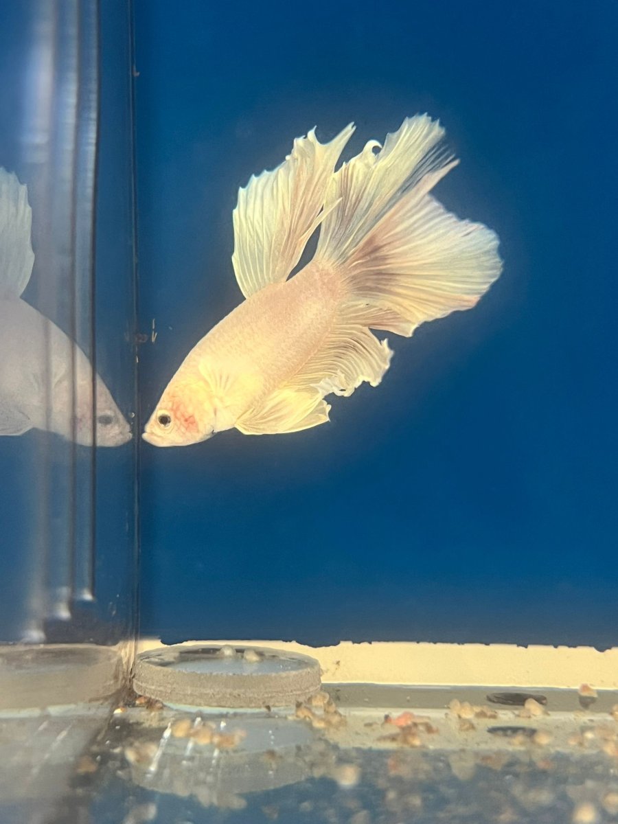 (PTL-BTPNK) BETTA SPLENDENS MALE WHITE-PINK ROSE