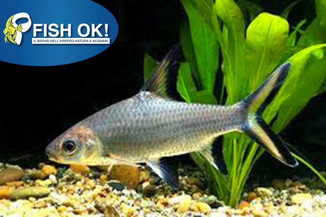 (FOK2) BALANTIOCHEILUS MELANOPTERUS