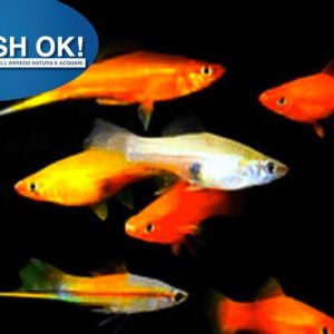 (FOK650L) XIPHOPHORUS HELLERI MIX LONG FIN (PORTASPADA)