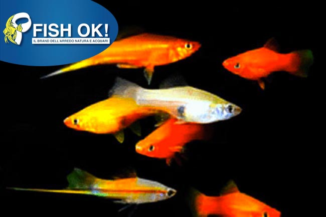 (FOK650L) XIPHOPHORUS HELLERI MIX LONG FIN (PORTASPADA)
