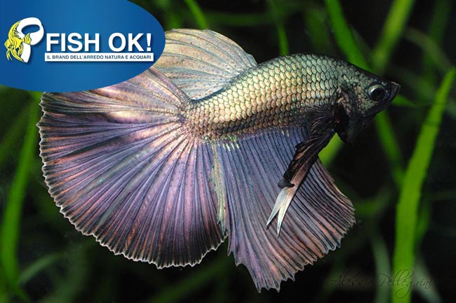 (FOK883) BETTA SPL. MALES SUPER DELTA