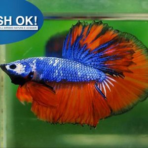 (FOK886OFF) BETTA SPLENDENS MASCHIO HALF MOON MIX