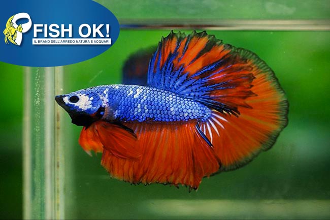 (FOK886OFF) BETTA SPLENDENS MASCHIO HALF MOON MIX