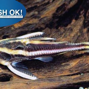 (FOK97) PLATYDORAS COSTATUS