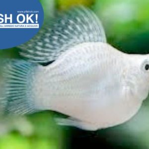 (FOK2088) POECILIA SPH. BALLOON MOLLY SILVER