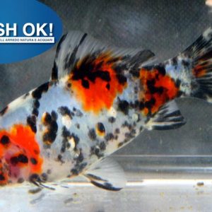 (FW0704KIT) PESCI ROSSI (SPECIAL) – SUBUNKHY MIX  5-6 CM KIT 10 PZ