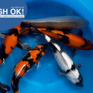 (FW13621) CARPE KOI MIX 21-25CM