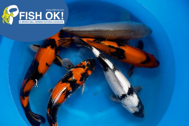 (FW13621) CARPE KOI MIX 21-25CM