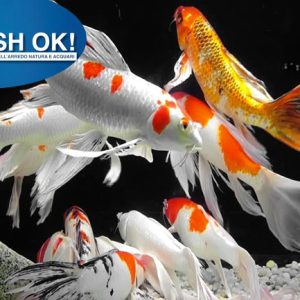 (FW0647) KARPE KOI JAPAN – PINNE VELO MIX 7-8 CM