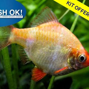 (FOK419_KIT_BRANCO) BARBUS ALBINO (BARBO TIGRE) KIT-10PZ