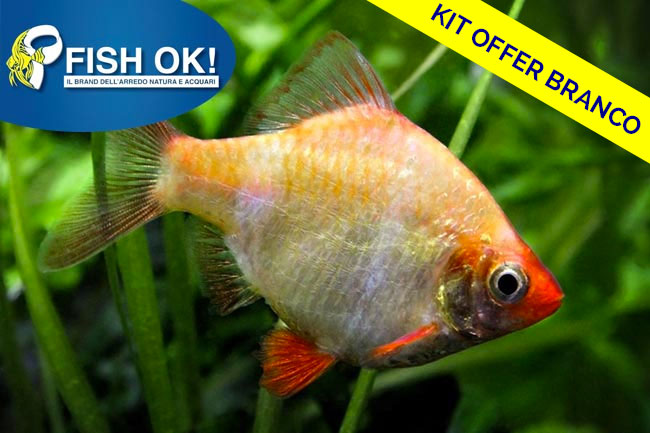 (FOK419_KIT_BRANCO) BARBUS ALBINO (BARBO TIGRE) KIT-10PZ
