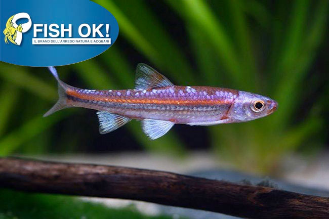 (FOK485) NOTROPSIS CHROSOMUS