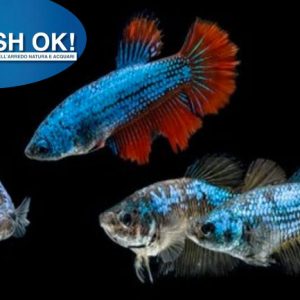 (FOK704) BETTA SPLENDENS FEMMINA MIX COLOR