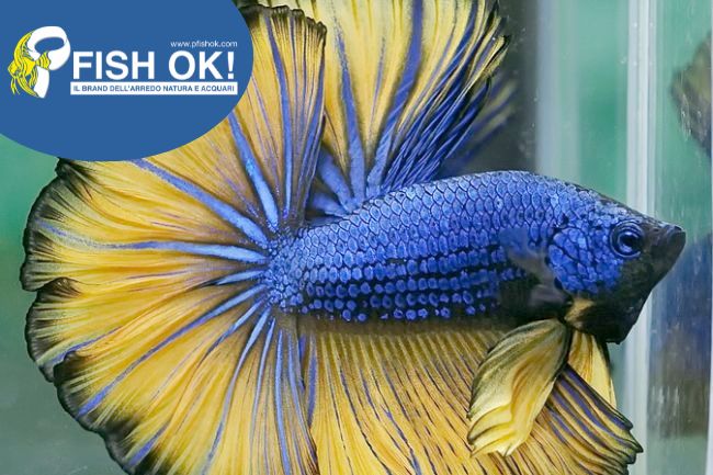(FOK875) BETTA SPLENDENS MALES BLU MUSTARD