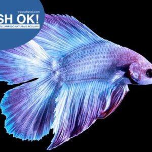 (FOK882) BETTA SPLENDENS MASCHIO TWIN TAIL MIX