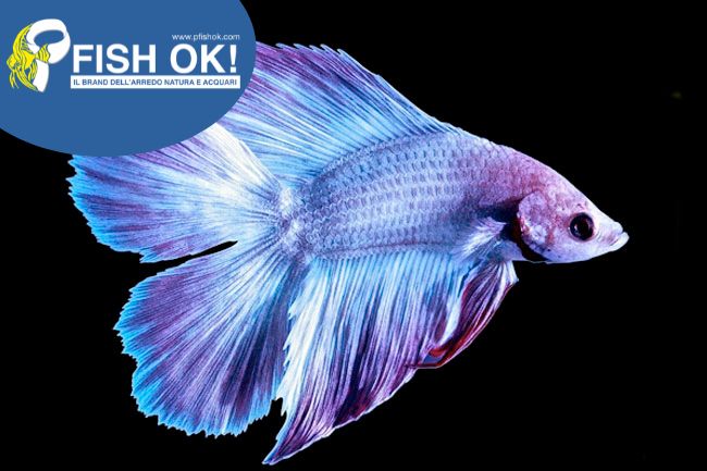 (FOK882) BETTA SPLENDENS MASCHIO TWIN TAIL MIX