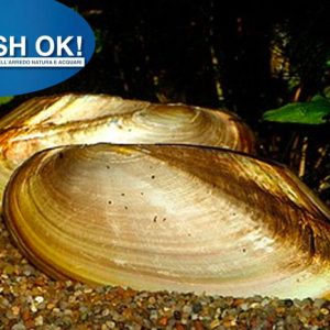 (FOK925) PILSBRYOCONCHA EXI – COZZA FILTRATRICE
