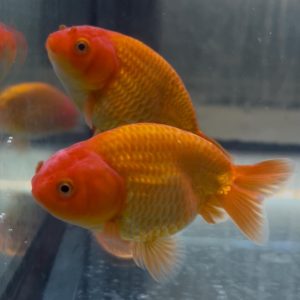 (FW14609R) ORIFIAMMA RANCHU RED FIRE 10-12CM