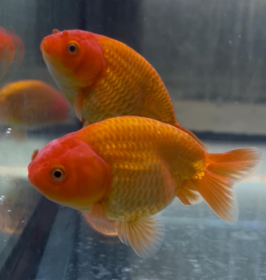 (FW14609R) ORIFIAMMA RANCHU RED FIRE 10-12CM