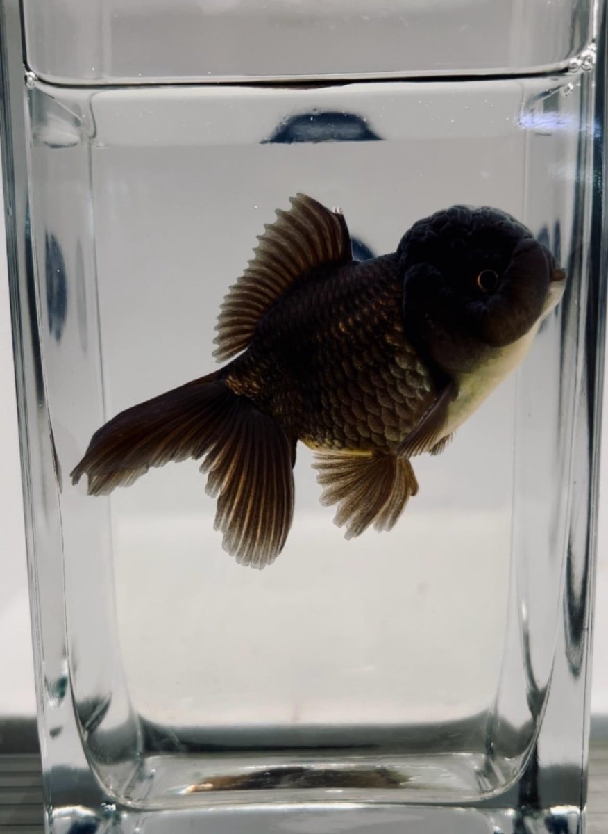 (ORC11) ORIFIAMMA (ORANDA) BLACK TESTA LEONE XL 11-13CM