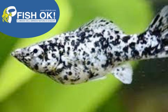 (FOK-TD2348) SAILFIN MOLLY DALMATA