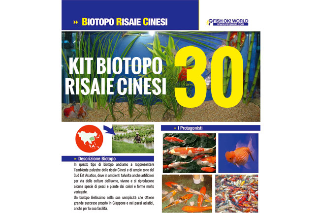 (KITBIORISAIE30) KIT ARREDO BIOTOPO RISAIE CINESI NANO ACQUARI